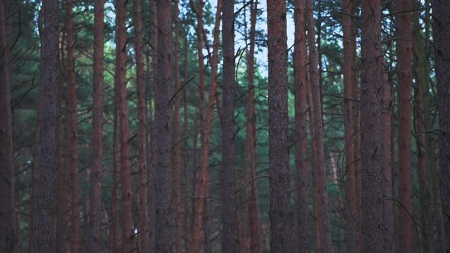 Pine trees in a nice, dark magic forest in germany