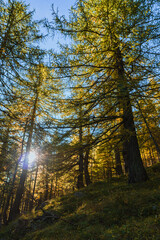 The gold-colored larch woods during the Foliage in the mountains of Alpe Veglia, within a natural park in the Italian Alps, near the town of Baceno, Piedmont - October 2021.