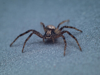 spider