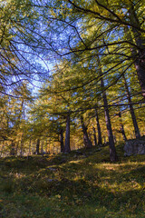 The gold-colored larch woods during the Foliage in the mountains of Alpe Veglia, within a natural park in the Italian Alps, near the town of Baceno, Piedmont - October 2021.