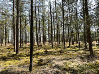 Spring forest around De Lutte