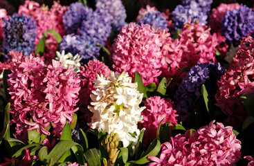 Fototapeta premium Floral background from Hyacinth. Large flower bed with multi-colored hyacinths, traditional easter flowers, spring background. Close-up macro photo, selective focus. Ideal for greeting festive card.