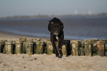 Continental Bulldog Rüde kleiner Muck überwindet Strandhindernis