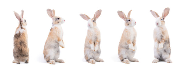 Many variety action of rabbit standing isolated on white background. Adorable bunny rabbit in many...