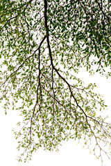 Fototapeta premium Tall trees and green leaves on a white background, gray sky on a day when the back is overcast from rain. There is no sun, overcast, shady, causing to see beautiful leaves.