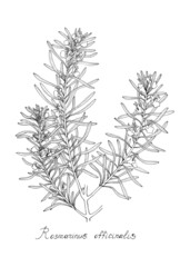Sprigs of rosemary.Botanical illustration, dot work.  Black and white drawing of a plant.