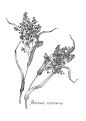 Millet. Panicum. Botanical illustration, dot work.  Black and white drawing of a plant.