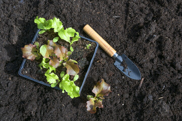 Lettuce seedlings and a small shovel on the dark fertile compost soil, ready for planting in the...