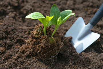 Planting a zucchini seedling with a shovel in dark fertile soil in the vegetable garden, spring...