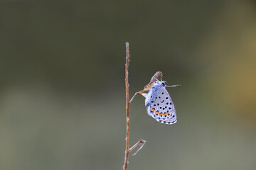 Himalayan Blue butterfly (Pseudophilotes vicrama) on a plant