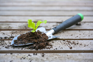 Young seedling of lettuce with soil on a planting shovel lying on a wooden outdoor table, spring gardening for the vegetable garden or balcony, copy space, selected focus