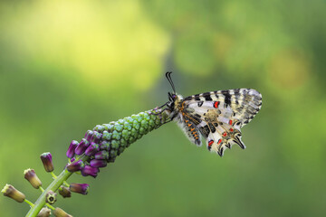 Forest Scalloped butterfly (Zerynthia cerisyi) on a plant