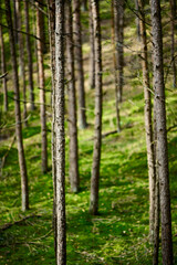 Sosny w sosnowym borze, lesie. Zielone tło, mech i szare, brązowe stojące w szeregu i rzędach...