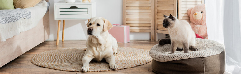 labrador lying on floor carpet near cat sitting on soft pouf in bedroom, banner. - Powered by Adobe