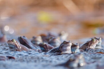 the frog is sitting in the water