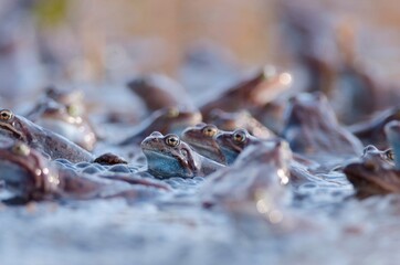 the frog is sitting in the water