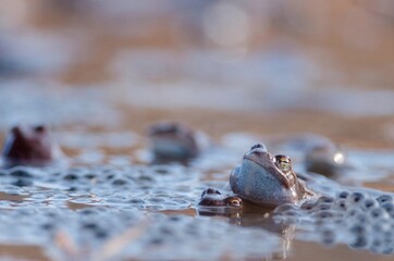 the frog is sitting in the water