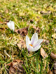 Spring crocus flowers in the meadow of the Czech Republic