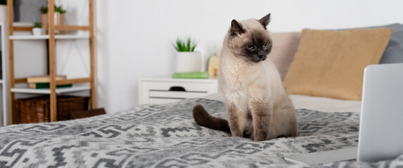 cat sitting on bed near laptop and pillows on blurred background, banner.