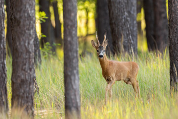 Naklejka na ściany i meble Curious roe deer, capreolus capreolus, buck approaching from front view in pine forest with green grass. Wild mammal with antlers and orange fur walking among trees. Animal wildlife in summer.