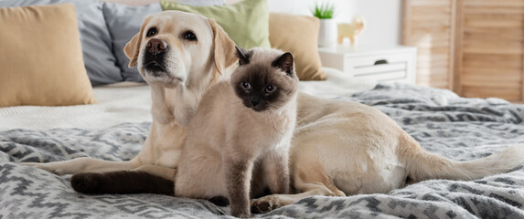 labrador and cat on soft bed together, banner. - Powered by Adobe