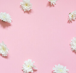 White chrysanthemum flowers frame on the pink background. Copy space