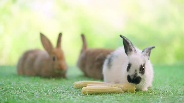 Lovely bunny easter fluffy rabbit sitting on the grass eating baby corn with green bokeh nature background. Black ear and white rabbit. Animal food vegetable concept. 