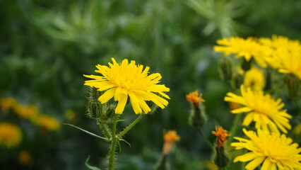 Piante e fiori selvatici