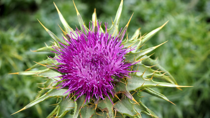 Piante e fiori selvatici