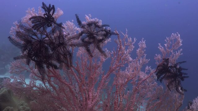 Pink sea fan with black feather stars in tropical coral reef