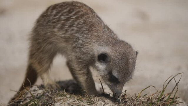 Cute Newborn Meerkat Baby digging and looking for food outdoors in sunlight,close up shot