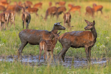 Naklejka na ściany i meble Herd of red deer, cervus elaphus, standing in mud on a meadow in summer. Horizontal composition of a group of animals bathing in hot weather. Animal wildlife in nature.