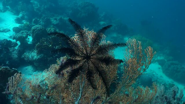 Black feather star on sea fan close up on tropical coral reef