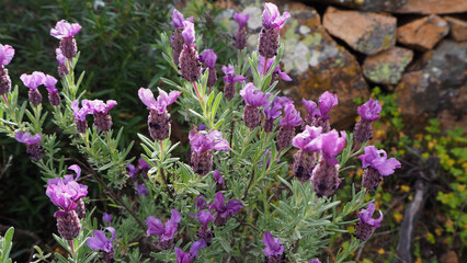 Piante e fiori selvatici