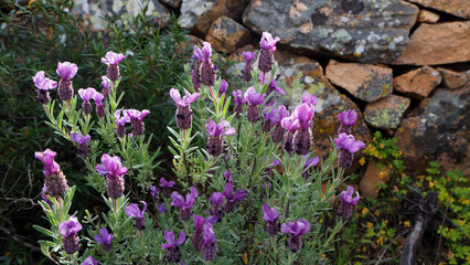 Piante e fiori selvatici