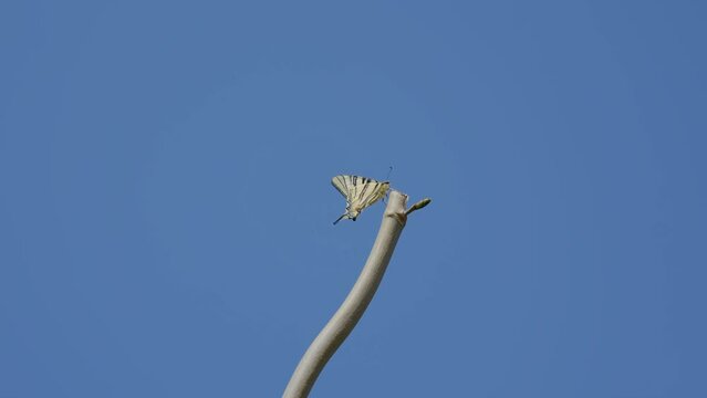 Butterfly on a branches against a blue sky