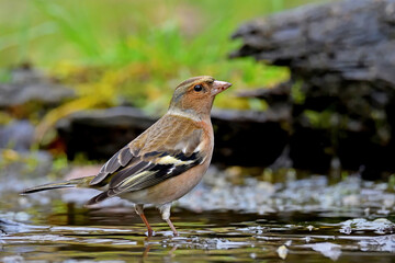 Fototapete bei efototapeten.de bestellen   