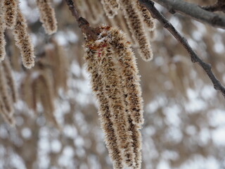 spike-shaped inflorescence of small flowers on a tree in spring. earrings on alder