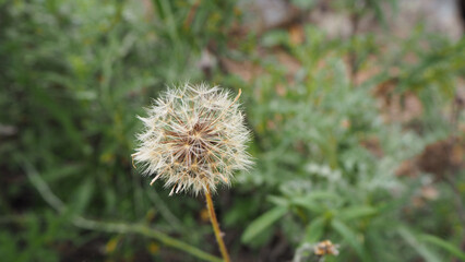Piante e fiori selvatici