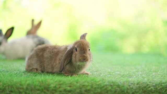 Adorable baby easter brown rabbit walking on the grass with green bokeh nature background. Sniffing and look around. Action of young bunny rabbit. Cute pet 2 months