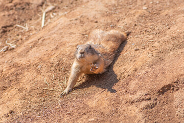 Black-tailed prairie dog, genus Cynomys, herbivorous burrowing mammals native to the grasslands of North America, close up