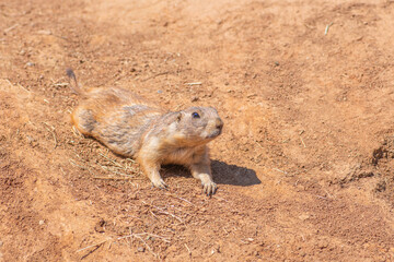 Obraz premium Black-tailed prairie dog, genus Cynomys, herbivorous burrowing mammals native to the grasslands of North America, close up