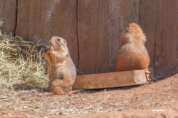 Black-tailed prairie dog, genus Cynomys, herbivorous burrowing mammals native to the grasslands of North America, close up