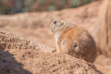 Black-tailed prairie dog, genus Cynomys, herbivorous burrowing mammals native to the grasslands of North America, close up