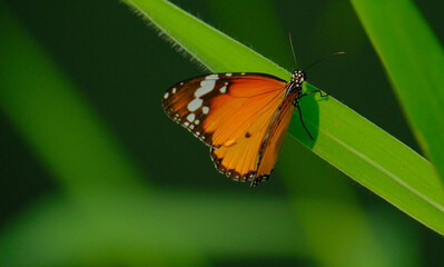 Colorful nature butterfly in holiday.