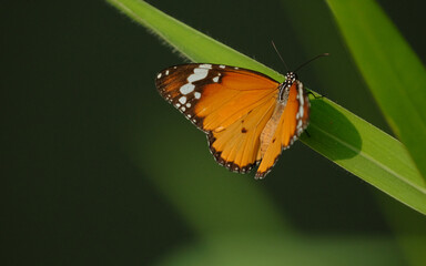 Colorful nature butterfly in holiday.