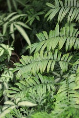 green fern leaves