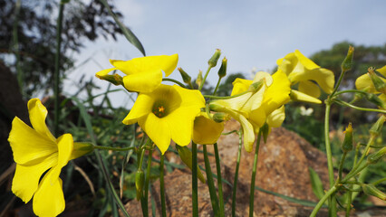 Piante e fiori selvatici