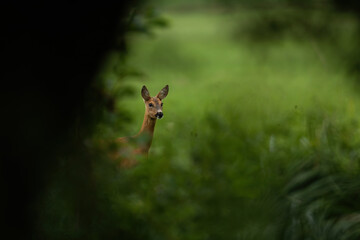 Cute roe deer, capreolus capreolus, doe hiding behind green trees in summer nature. Adorable wild mammal with large eyes with copy space. Animal wildlife peeking from cover.