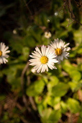 Daisy Flowers in Nature on a Sunny Day